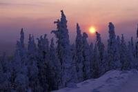 The sun sets over these snow covered trees during the winter in Alaska, USA.