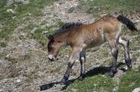 A young foal, a horse, walks down a precarious rocky slope at Port de la Bonaigua (Bonaigua Pass) at about 2,072 metres in teh Pyrenees Mountain Range in Catalonia, Spain. About 75 species of wildlife can be found in these mountains.