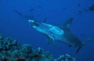 photo of hammerhead shark