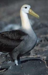 photo of waved albatross