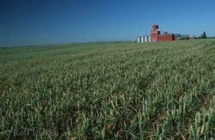 photo of wheat field alberta