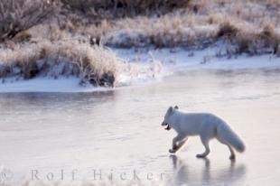 photo of Animal Picture Arctic Fox
