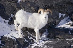 photo of Animals Sheep