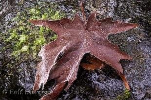 photo of autumn leaf images