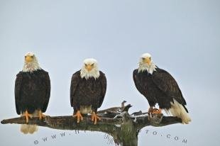 photo of Three Resting Bald Eagles Snowing