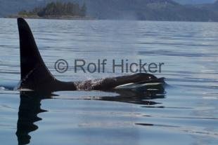 photo of Orca Whales CRW 9779