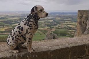 photo of Cute Dalmatian Dog Castle Landscape Aragon