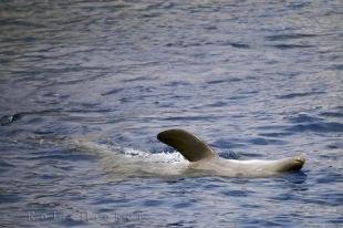 photo of Dolphin Acrobatic Backfloat