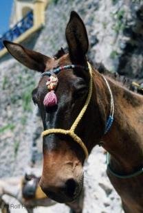 photo of Donkey