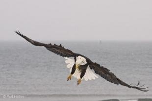 photo of Landing Bald Eagle Pics