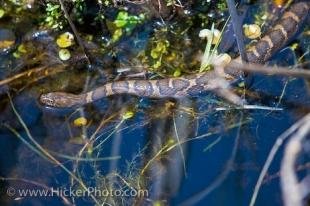 photo of Eastern Fox Snake Picture Ontario Marshland