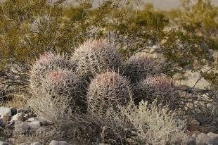 photo of Echinocactus Polycephalus Plant Cotton Top Cactus