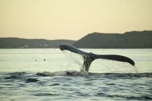 photo of humpback whale tail pictures