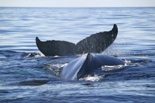photo of Humpback Whales playing