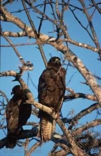 photo of galapagos hawk