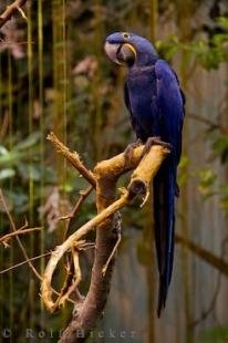 photo of Hyacinth Macaw Bird Picture