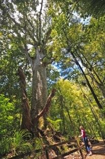 photo of Large Kauri Tree Waipoua Forest Northland