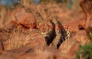 photo of Leopard Pictures