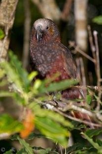 photo of New Zealand Kaka Bird Wairarapa
