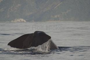 photo of Sperm Whale Watching