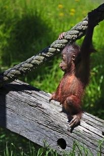photo of Orangutan Pictures
