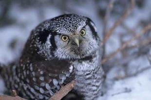 photo of Owl
