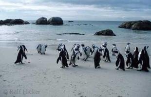 photo of Penguins