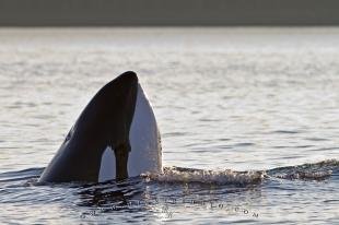 photo of Spyhopping Transient Killer Whale