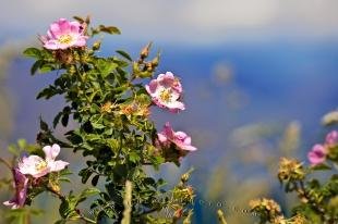 photo of Sweet Briar Flowers Lake Wanaka Central Otago