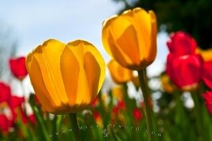 photo of Tulip