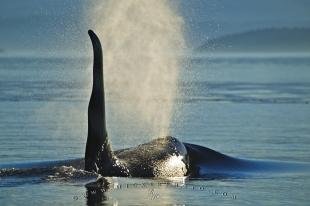 photo of Killer Whale Photo Backlit Spout