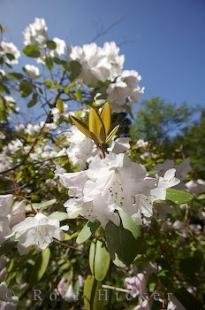 photo of Picture Of A White Rhododendron Tree