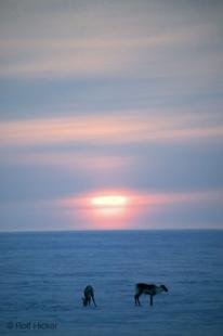 photo of Winter Sun Caribou