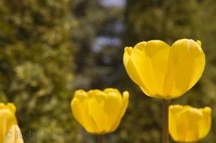 photo of Yellow Tulip