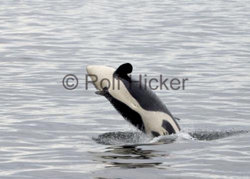 Photo: 
Famous Orca Whales A73 Playing