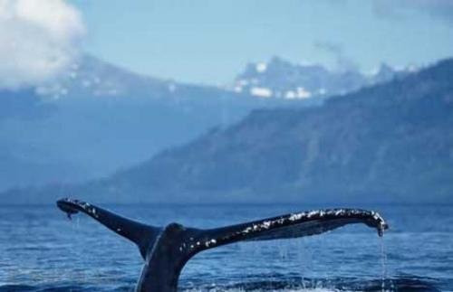 Photo: 
Alaska Whales