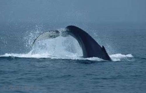 Photo: 
humpback whales ad 22458n
