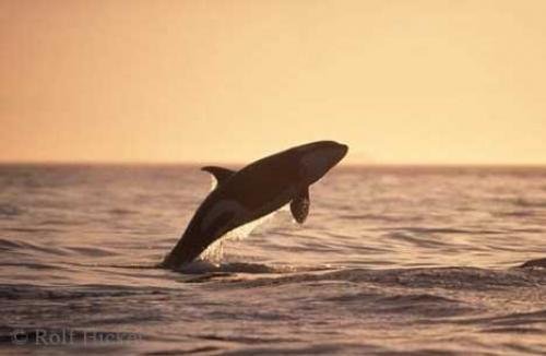Photo: 
Killer Whale Sunset