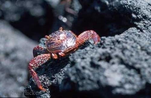 Photo: 
crab pictures