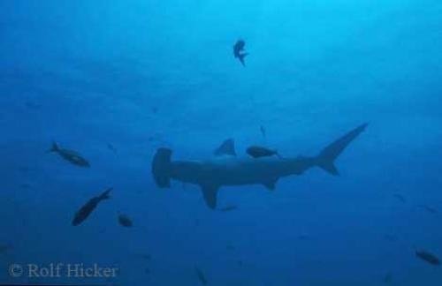 Photo: 
hammerhead sharks