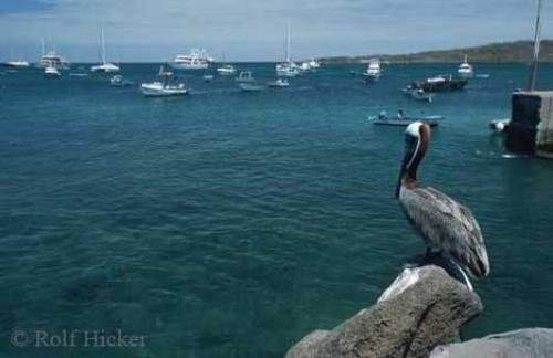 Photo: 
Brown Pelican