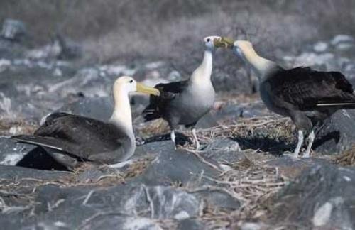 Photo: 
albatross picture