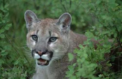 Photo: 
Mountain Lion Cougar