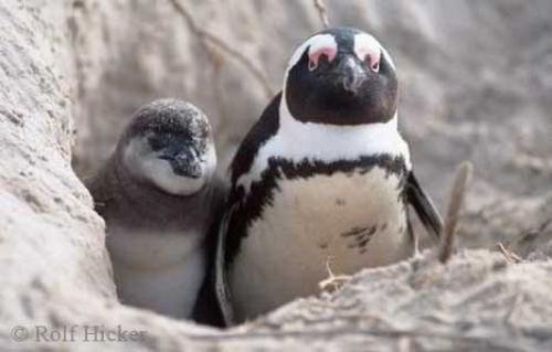 Photo: 
african penguins