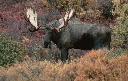 Photo: 
Moose Photos