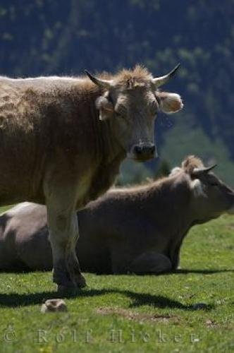 Photo: 
Cows Port De La Bonaigua Pyrenees Catalonia Spain