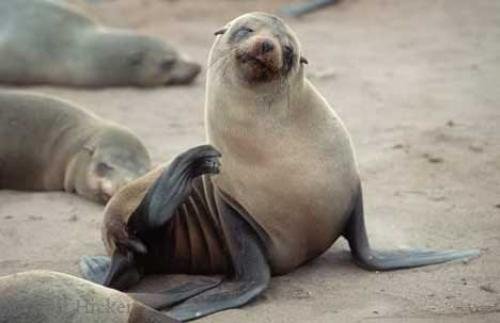 Photo: 
African Fur Seal