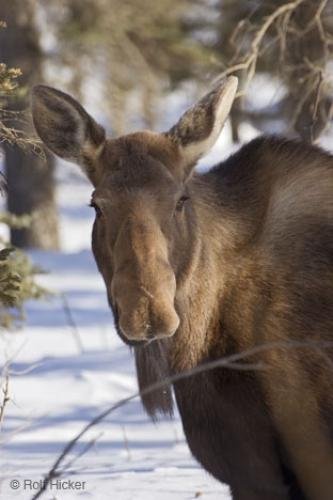 Photo: 
Alces alces Moose Winter
