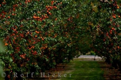 Photo: 
Apricot Trees Central Otago