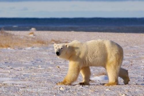 Photo: 
Arctic Polar Bear Animal Hudson Bay Canada
